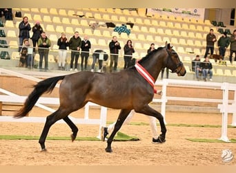 Austrian Warmblood, Stallion, 3 years, 17,1 hh, Bay-Dark