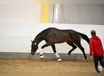 Austrian Warmblood, Stallion, 3 years, 17,1 hh, Bay-Dark