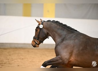 Austrian Warmblood, Stallion, 3 years, 17,1 hh, Bay-Dark