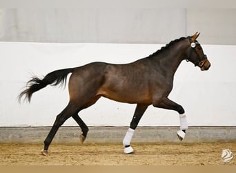 Austrian Warmblood, Stallion, 3 years, 17,1 hh, Bay-Dark