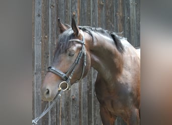 Austrian Warmblood, Stallion, 3 years, 17 hh, Brown