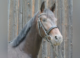 Austrian Warmblood, Stallion, 3 years, 17 hh, Brown