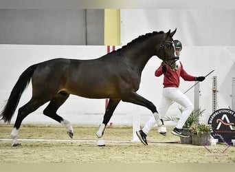 Austrian Warmblood, Stallion, 4 years, 17 hh, Bay-Dark