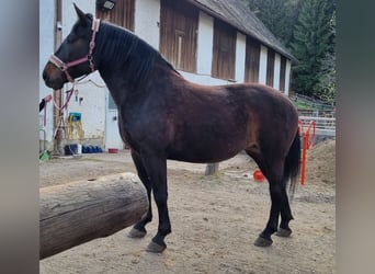 Austrian Warmblood, Stallion, 5 years, 16 hh, Bay-Dark