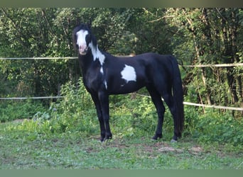 Austrian Warmblood Mix, Stallion, 6 years, 14.2 hh, Overo-all-colors