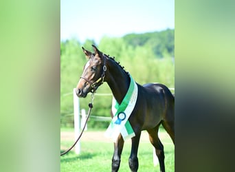 Austrian Warmblood, Stallion, 8 years, 16,3 hh, Smoky-Black