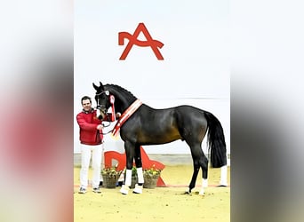 Austrian Warmblood, Stallion, 8 years, 16,3 hh, Smoky-Black