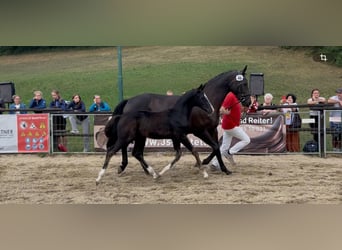 Austrian Warmblood, Stallion, Foal (05/2026), 16.1 hh, Black