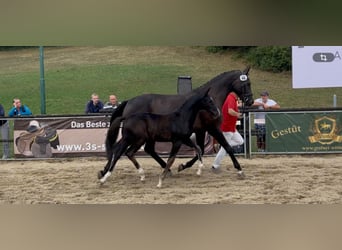 Austrian Warmblood, Stallion, Foal (05/2026), 16.1 hh, Black