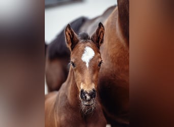 Austrian Warmblood, Stallion, , 16.1 hh, Brown