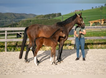 Austrian Warmblood, Stallion, , 16.1 hh, Brown