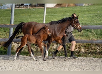 Austrian Warmblood, Stallion, , 16.1 hh, Brown