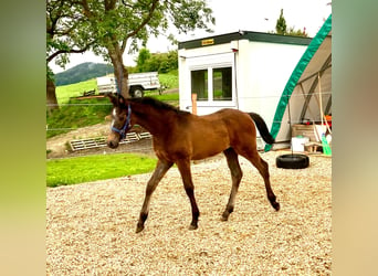 Austrian Warmblood, Stallion, Foal (03/2024), 16.1 hh, Gray-Dapple