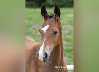 Austrian Warmblood, Stallion, Foal (03/2024), 16.2 hh, Brown