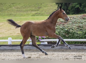 Austrian Warmblood, Stallion, Foal (03/2024), 16.2 hh, Brown