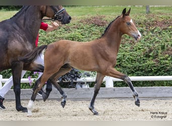 Austrian Warmblood, Stallion, Foal (03/2024), 16.2 hh, Brown