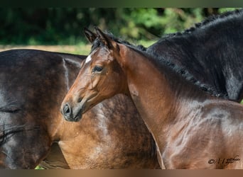 Austrian Warmblood, Stallion, Foal (03/2026), 16.2 hh, Brown
