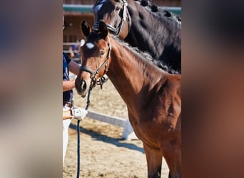 Austrian Warmblood, Stallion, Foal (01/2026), 16.2 hh, Brown
