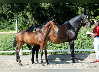 Austrian Warmblood, Stallion, Foal (03/2026), 16.2 hh, Brown