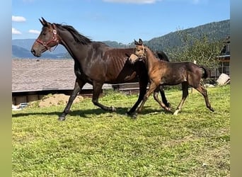 Austrian Warmblood, Stallion, Foal (06/2024), 16,2 hh, Buckskin