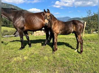 Austrian Warmblood, Stallion, Foal (06/2024), 16,2 hh, Buckskin