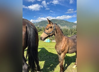 Austrian Warmblood, Stallion, Foal (06/2024), 16,2 hh, Buckskin