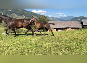 Austrian Warmblood, Stallion, Foal (06/2024), 16,2 hh, Buckskin