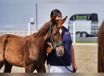 Austrian Warmblood, Stallion, Foal (05/2026), 16.2 hh, Chestnut
