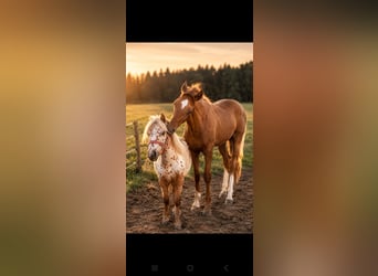 Austrian Warmblood, Stallion, Foal (04/2026), 16.2 hh, Chestnut