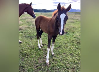 Austrian Warmblood, Stallion, Foal (06/2026), 16.2 hh, Chestnut