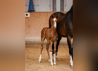 Austrian Warmblood, Stallion, Foal (05/2024), 16.2 hh, Chestnut