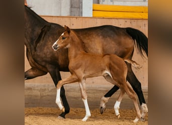 Austrian Warmblood, Stallion, Foal (05/2024), 16.2 hh, Chestnut