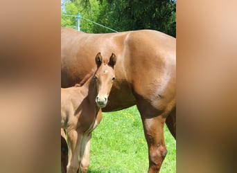 Austrian Warmblood, Stallion, Foal (04/2023), 16.2 hh, Chestnut-Red