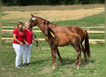 Austrian Warmblood, Stallion, Foal (04/2023), 16.2 hh, Chestnut-Red