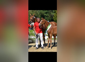 Austrian Warmblood, Stallion, Foal (06/2024), 16,2 hh, Chestnut-Red