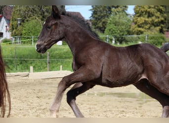 Austrian Warmblood, Stallion, Foal (01/2023), 16.2 hh