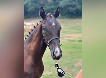 Austrian Warmblood, Stallion, Foal (01/2023), 16.2 hh