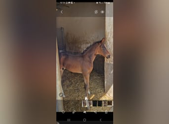Austrian Warmblood, Stallion, , 16.2 hh, Smoky-Black
