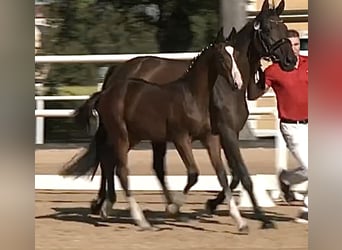 Austrian Warmblood, Stallion, Foal (05/2025), 16.3 hh, Brown