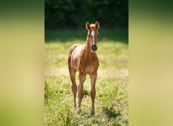 Austrian Warmblood, Stallion, Foal (01/2024), 16.3 hh, Chestnut-Red