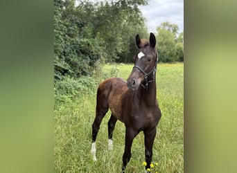 Austrian Warmblood, Stallion, Foal (04/2025), 16 hh, Black