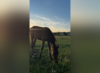 Austrian Warmblood, Stallion, Foal (05/2025), 16 hh, Brown