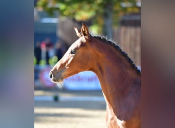 Austrian Warmblood, Stallion, Foal (02/2025), 16,2 hh, Brown