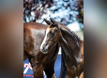 Austrian Warmblood, Stallion, Foal (04/2025), 16,2 hh, Chestnut