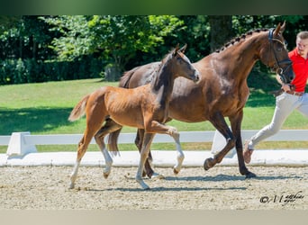 Austrian Warmblood, Stallion, Foal (04/2025), 16,2 hh, Chestnut