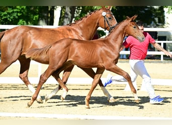 Austrian Warmblood, Stallion, Foal (01/2025), 16,2 hh, Chestnut-Red
