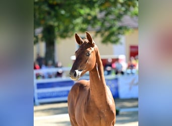 Austrian Warmblood, Stallion, Foal (01/2025), 16,2 hh, Chestnut-Red