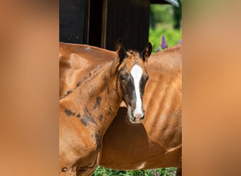 Austrian Warmblood, Stallion, Foal (04/2025), 16,2 hh, Chestnut-Red