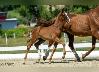 Austrian Warmblood, Stallion, Foal (04/2025), 16,2 hh, Chestnut-Red