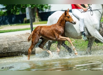 Austrian Warmblood, Stallion, Foal (04/2025), 16,2 hh, Chestnut-Red